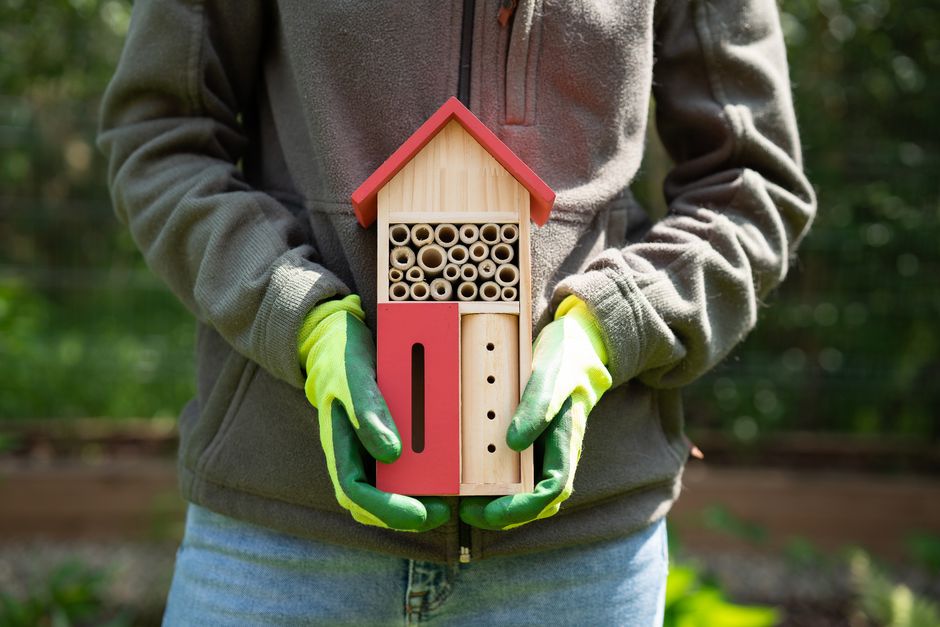 Best Native Plants for UK Eco Gardens